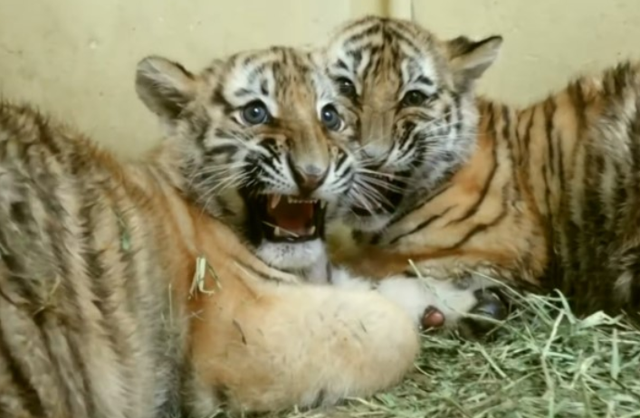 小老虎第一次打针它全身僵硬一脸紧张人家好害怕