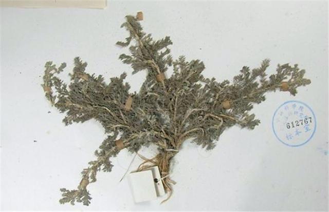 由于蛔蒿这种植物喜爱在寒冷的环境里生长,我国之前根本就没有蛔蒿的