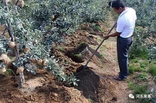 如何给苹果树施肥与拉枝 菌肥和菌剂用哪个好 腾讯新闻