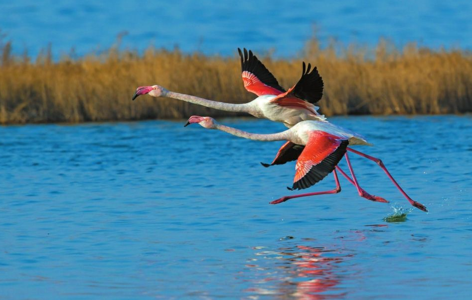 李商隐|李商隐的这首诗，写尽了诗意，也道尽了哀愁