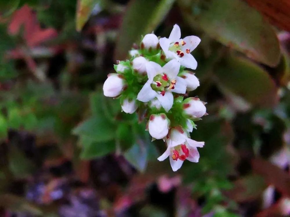 2个摄影技巧 把多肉 茜之塔 拍出 优雅 和 浪漫 的感觉 腾讯新闻