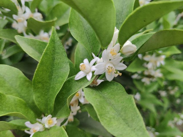 柑橘花飘香 花多 香正好