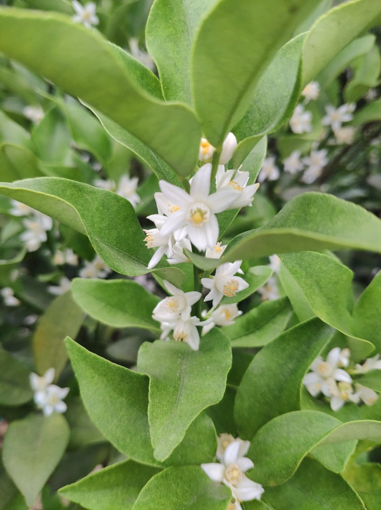 柑橘花飘香 花多 香正好 腾讯新闻