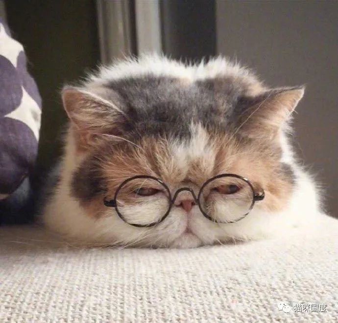 好可爱的加菲猫,可是你为什么这么忧伤呢