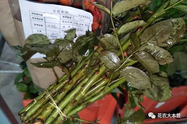 明明高颜值鲜花 为何骂声一片 鲜花 切花