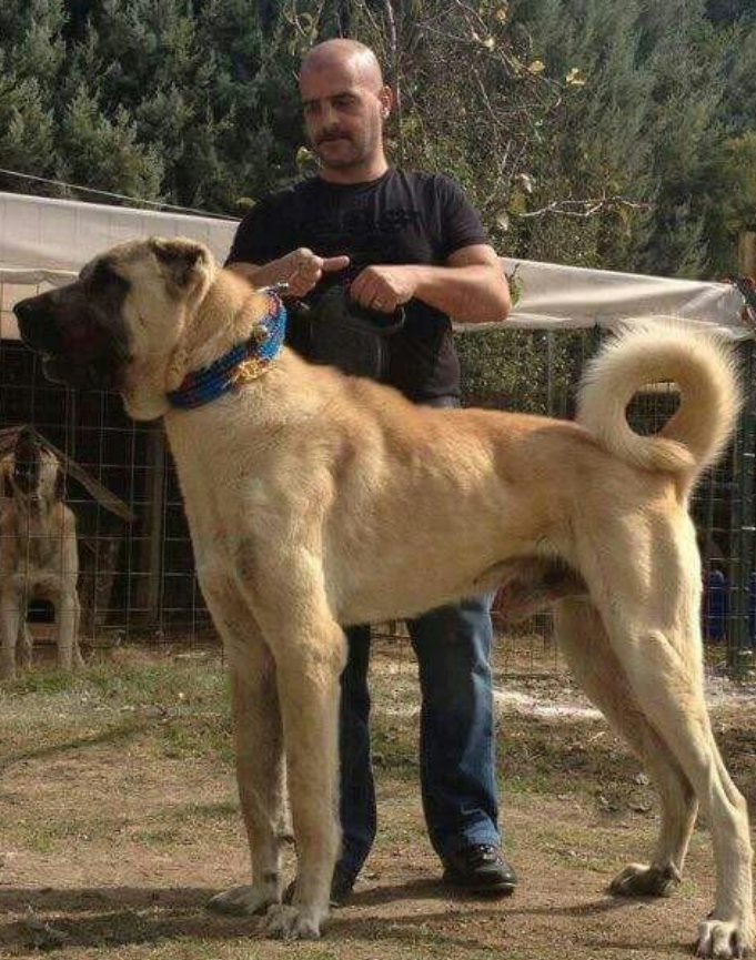 这4种狗狗体型巨大 最后一个有不战而退敌之威 小偷见此犬望风而逃 腾讯新闻
