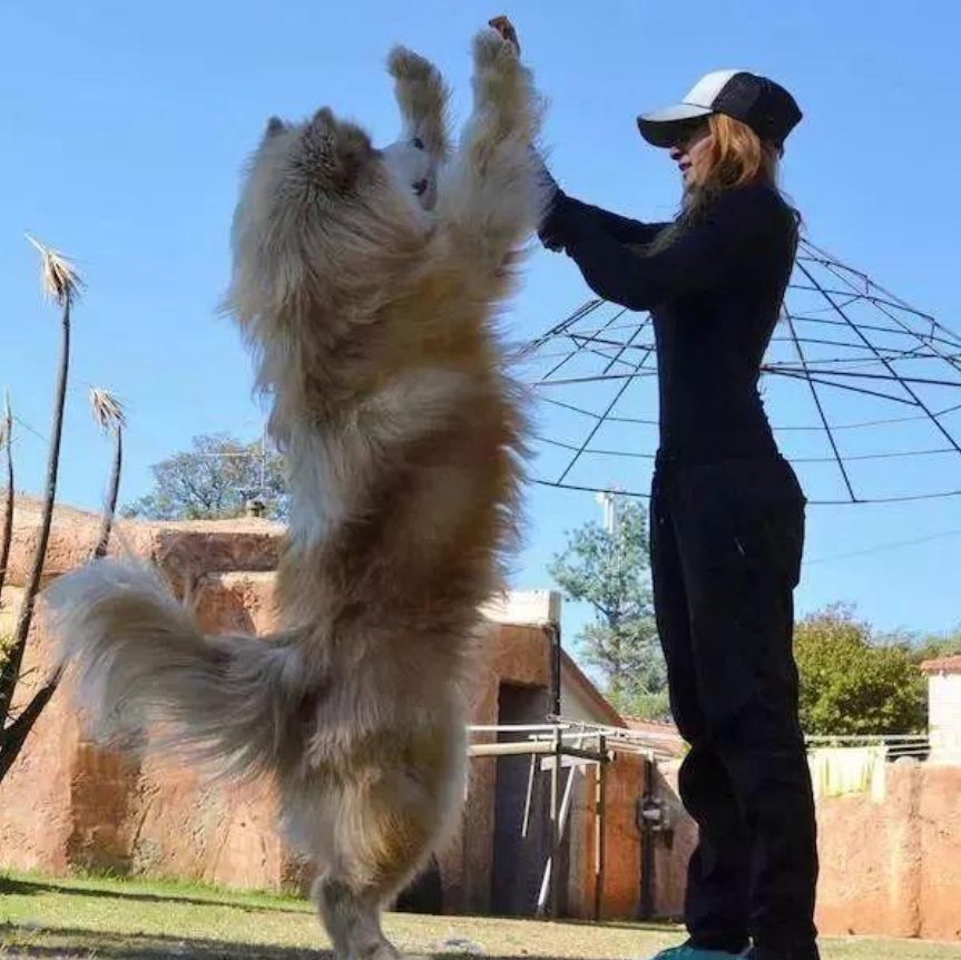 全球有名的巨型犬 第三的眼神和外形让人感觉有些凶狠 运动能力超强 腾讯新闻