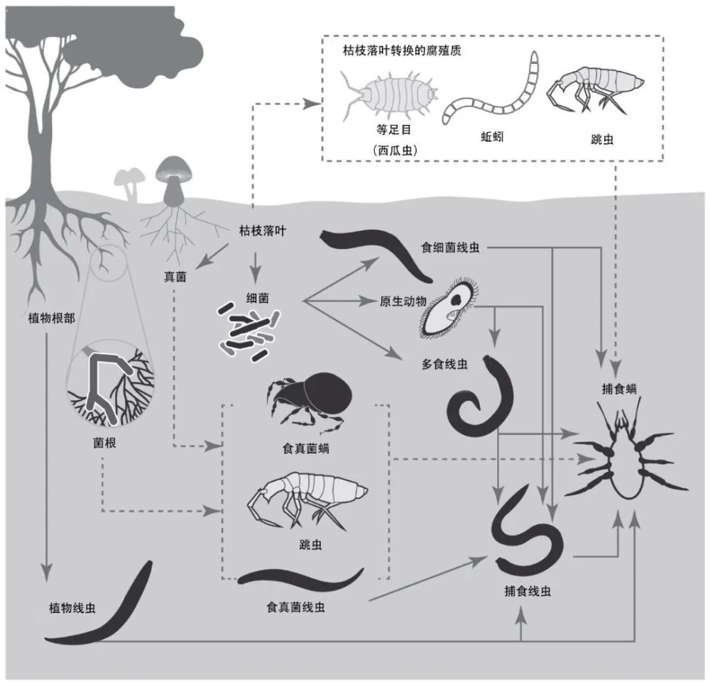 鸡蛔虫和线虫有什么区别