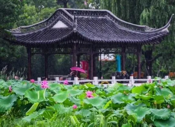 梅雨季来临 来这里听雨赏荷品味 水韵江苏 腾讯新闻