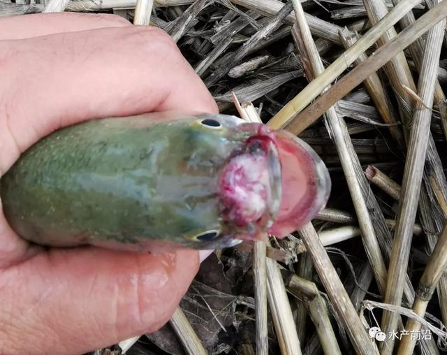 柱状黄杆菌引起的鲈鱼烂嘴