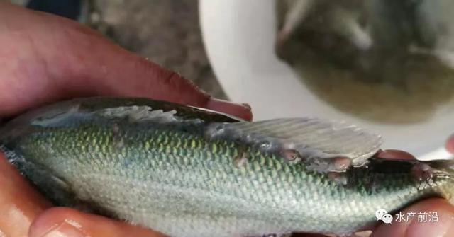 加州鲈鱼熬过了5月加不上料却熬不过6月的梅雨 依然鱼财两空 腾讯新闻