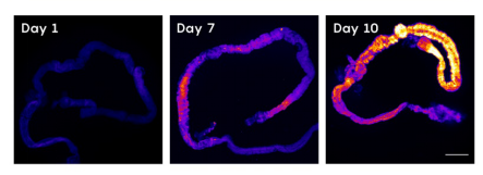睡眠|不睡觉为何会死掉？睡眠、死亡与肠道之间的神秘联系