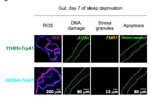 睡眠|不睡觉为何会死掉？睡眠、死亡与肠道之间的神秘联系