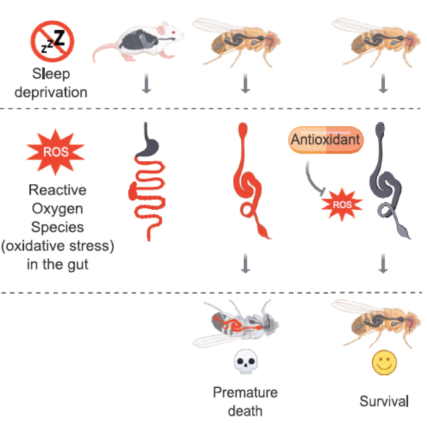 睡眠|不睡觉为何会死掉？睡眠、死亡与肠道之间的神秘联系