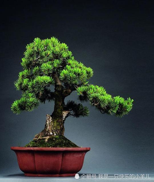 微型盆栽新手入门方法有哪些 腾讯网