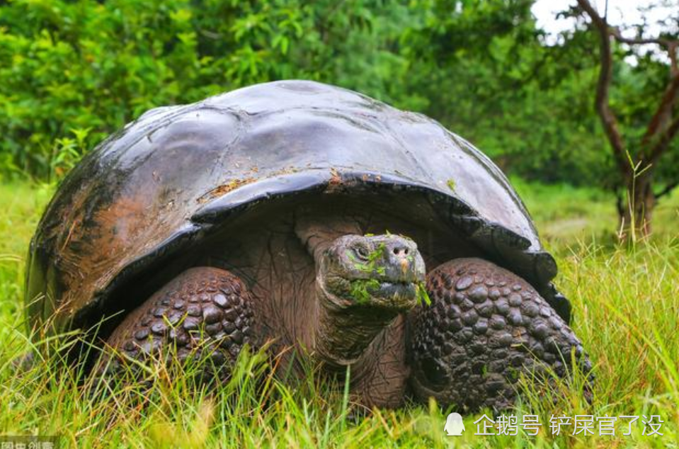 全球5大巨型的動物,大多都生活在非洲,聚在一起就像是大人國