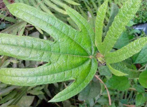 俗称五爪金龙叶像五指果似毛桃山里遇到别错过1斤30元