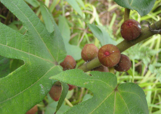 俗称五爪金龙叶像五指果似毛桃山里遇到别错过1斤30元