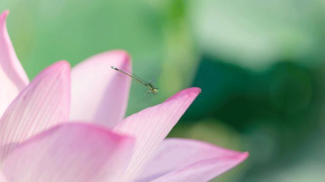 生如夏花之绚烂 人如青莲心不染 腾讯新闻