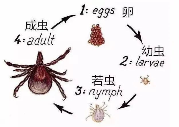 狗狗身上有蜱虫,你应该这么做!