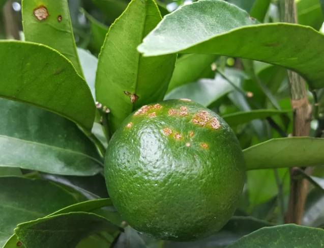 6月柑橘种植主要防治的病害