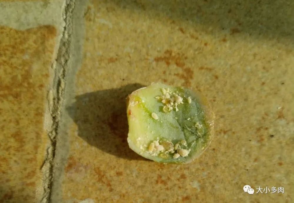 组织汲取汁液;而幼虫或是虫卵也附着在叶面会造成叶片组织生长受阻