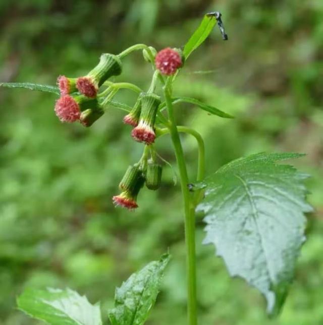 传说中的 皇帝菜 农村随处的野草 有那么多功效 野草 野茼蒿 茼蒿