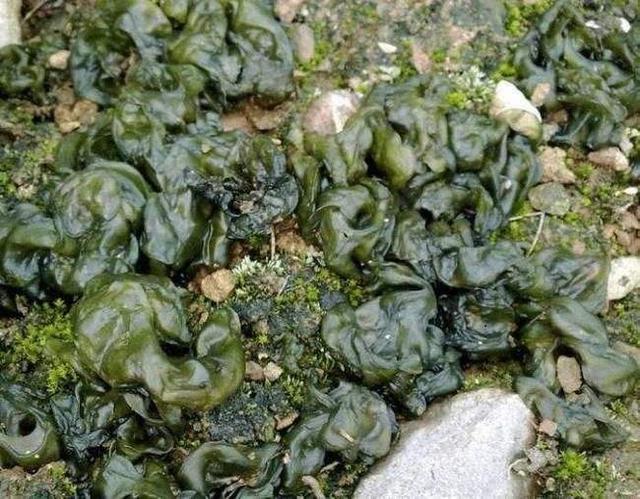 雨后大量生长,富含多种营养,农民经常捡,殊不知超市一斤卖80元