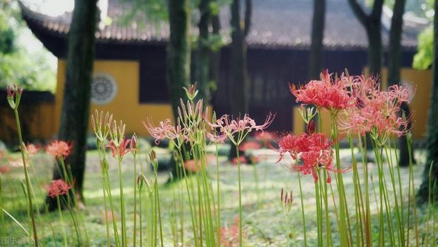 你知道彼岸花的寓意和象征 是爱情的代表 有哪些禁忌 彼岸花