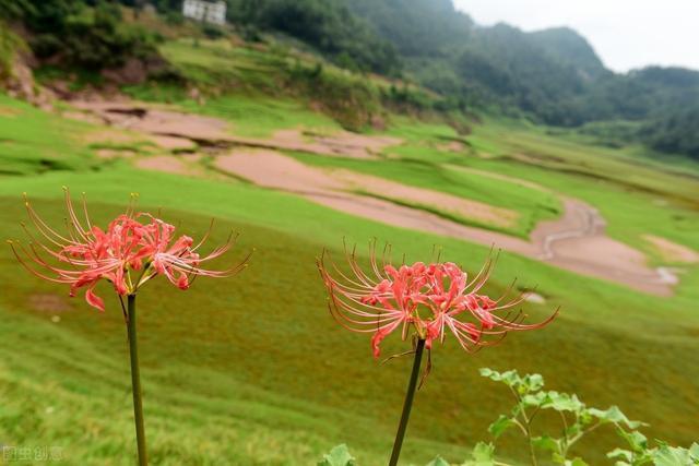 你知道彼岸花的寓意和象征 是爱情的代表 有哪些禁忌 彼岸花