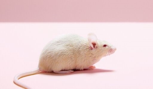 大脑|新研究：声音对大脑发育的影响比之前认为的要早