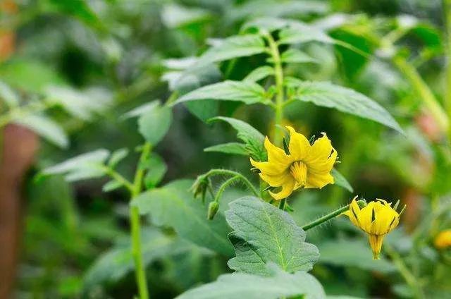 蔬菜|高温蔬菜叶片受害不容忽视，安全、合理、科学用药做到了吗