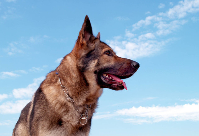 公犬和母犬的这些区别你知道吗