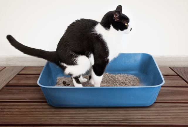 猫砂 闪闪发光 猫咪很可能得了尿路结石 这4类猫更容易发病 腾讯网