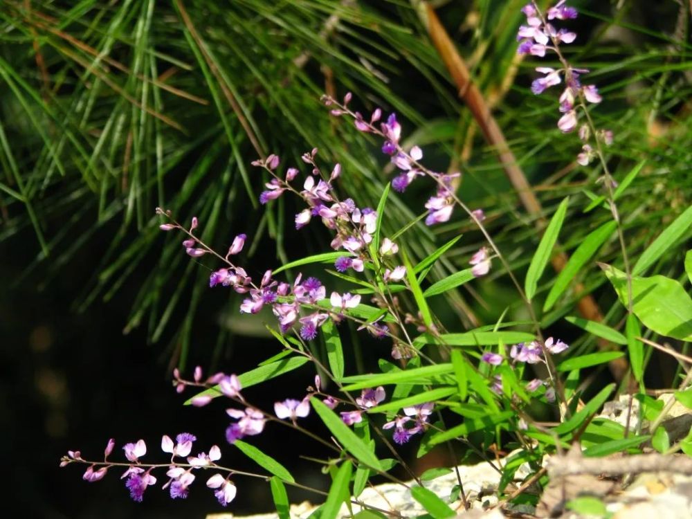 狭叶香港远志(植株)