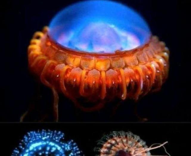 世界上最丑的水母图片