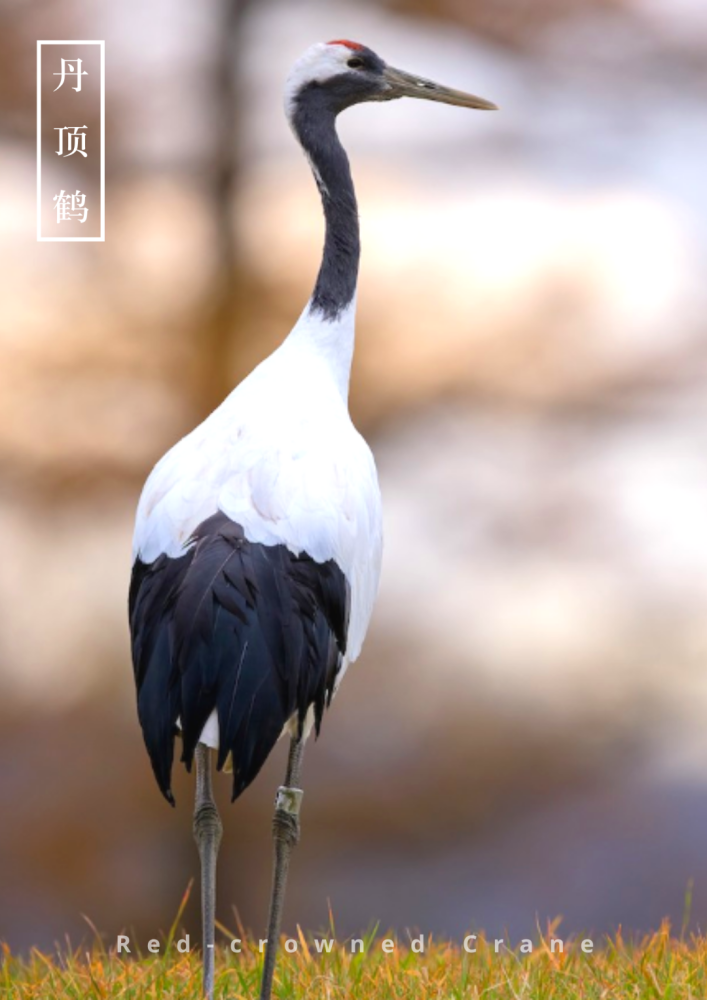 绰绰神姿:丹顶鹤_腾讯新闻