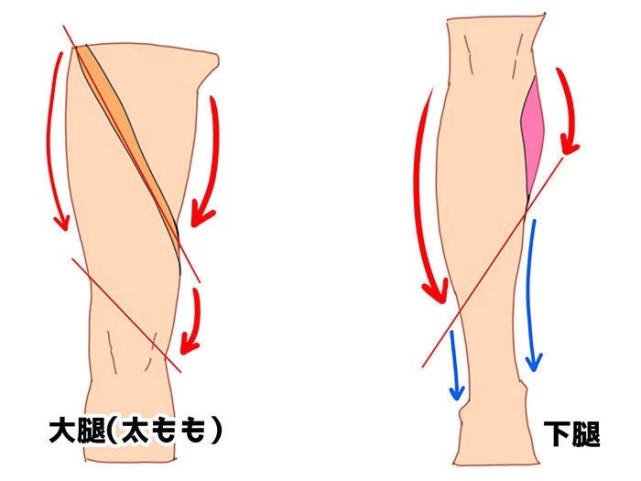 教程 腿部结构解剖via