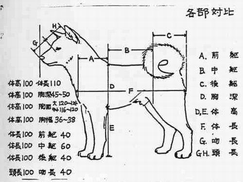 养柴犬5年 主人听到路人的话才认清它 你看得出来吗 腾讯新闻