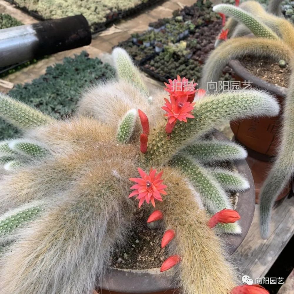 朋友家的"九尾狐",养了12年,价值"上十万",开花太美太诱人