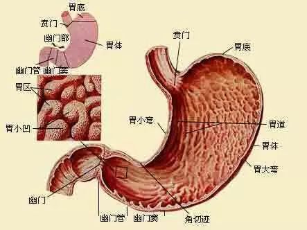 胃镜检查的解剖位置图图片