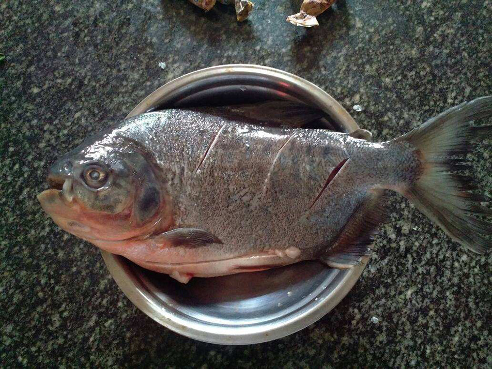 (作为食用的淡水白鲳)虽然红鲳鱼怕冷,但在水温合适