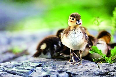 在城市公园繁衍的鸟儿