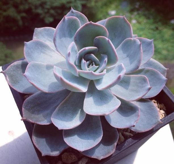 夏季蓝石莲徒长叶片又肥又丑咋办按照3步处理一盆变多盆