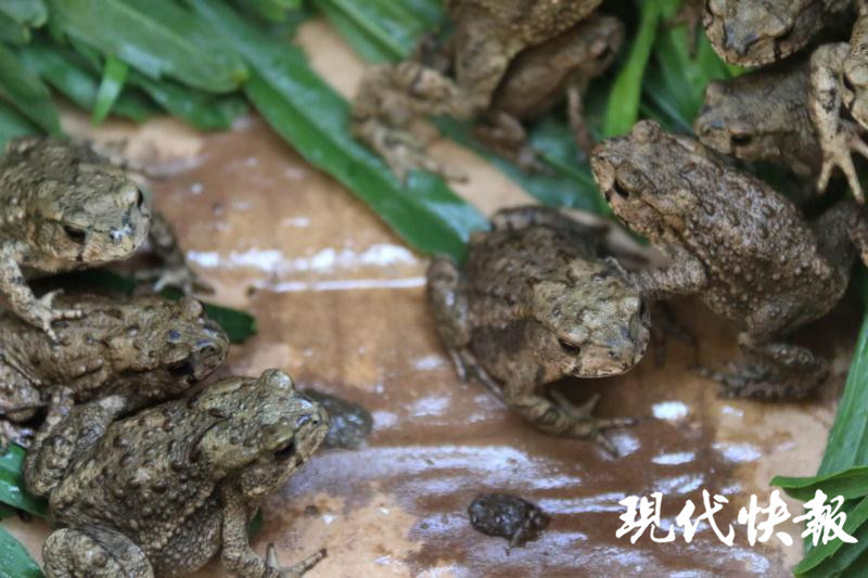 江苏首起!6万只中华蟾蜍幼苗下水修复生态环境