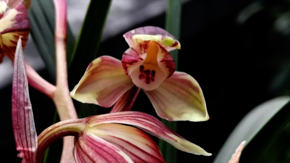 春剑体系叶花双艺"霓裳仙子"精品兰花