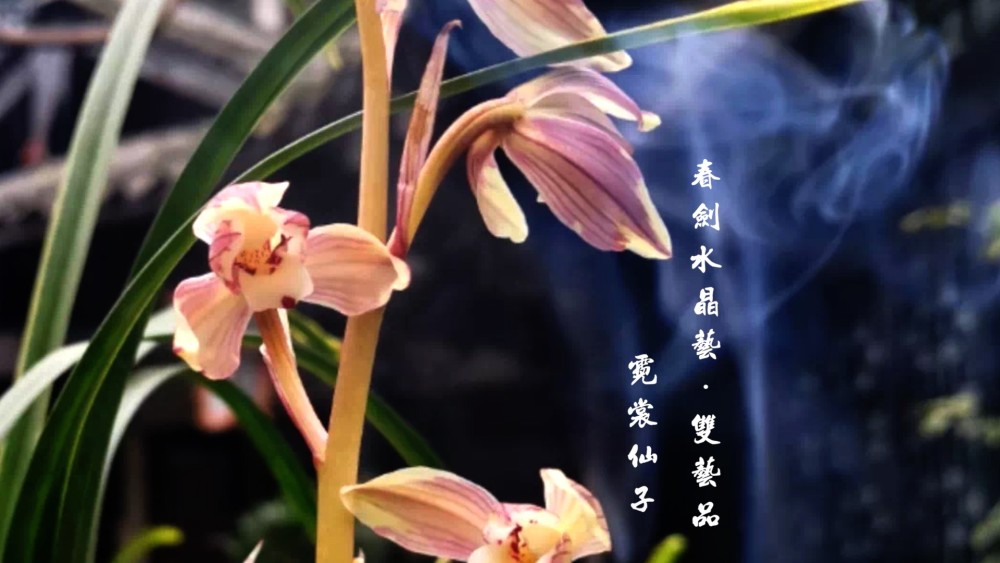 春剑体系叶花双艺"霓裳仙子"精品兰花