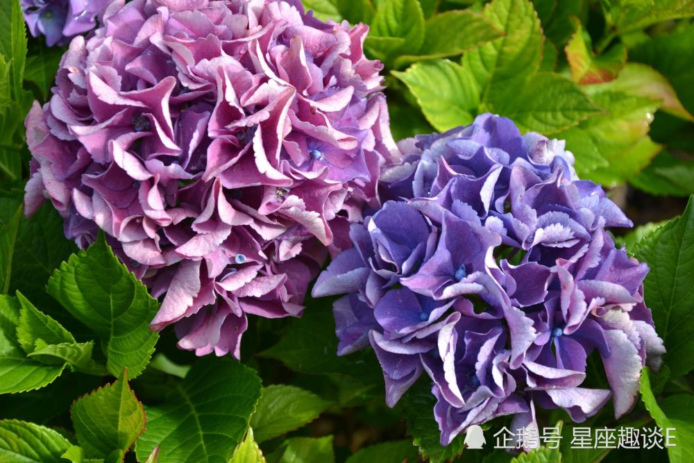 6月21日 23日星座运势 双子茅塞顿开 射手循序渐进 水瓶脚踏实地 腾讯新闻