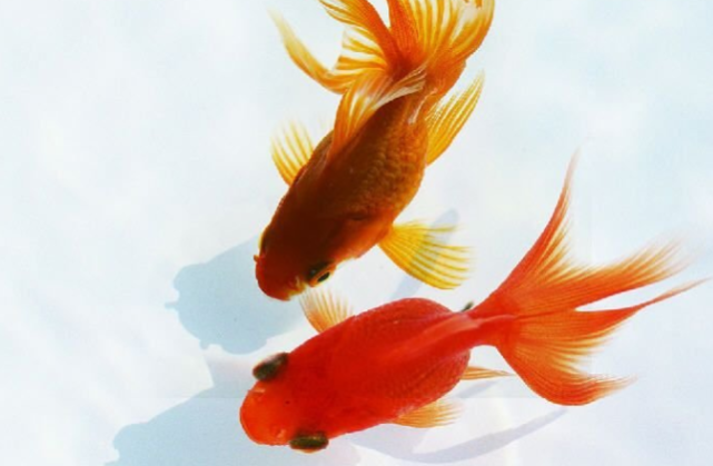 关于金鱼的这些知识你知道了 那么和鱼友聊天就更专业了 池子 金鱼 鲫鱼 兰寿 水族