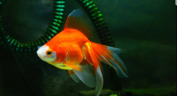 既然是被皇帝看上的东西不能仅仅只是叫赤鳞鱼所以就改名叫"金银鱼"